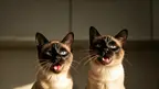 a pair of siamese cats meowing for attention