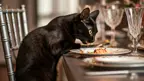 black cat sitting on chair in fancy dining setting eating gourmet cat food