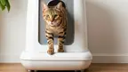 cat-exiting-an-automatic-litter-box