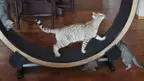 cats on and around an exercise wheel