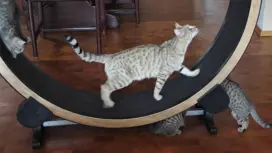 cats on and around an exercise wheel