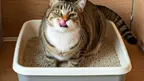 chubby cat with tongue sticking out standing in litterbox