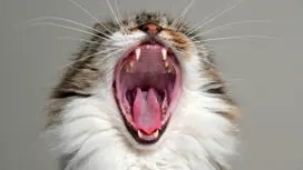 close up image of a yawning cat