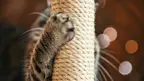 close up of a cats claws on a scratching post