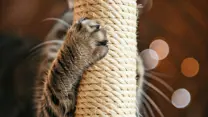 close up of a cats claws on a scratching post