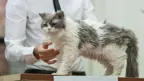 domestic long hair selkirk cat at cat show