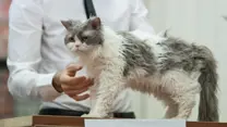 domestic long hair selkirk cat at cat show