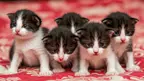 five black and white kittens posing on a bed spread