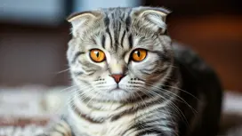 portrait of a scottish fold with orange eyes and striped fur facing camera