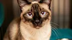 siamese cat in animal shelter cage facing camera