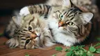 two striped cats laying on floor facing the camera with catnip