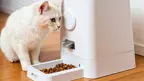 white cat in front of an automated cat feeder